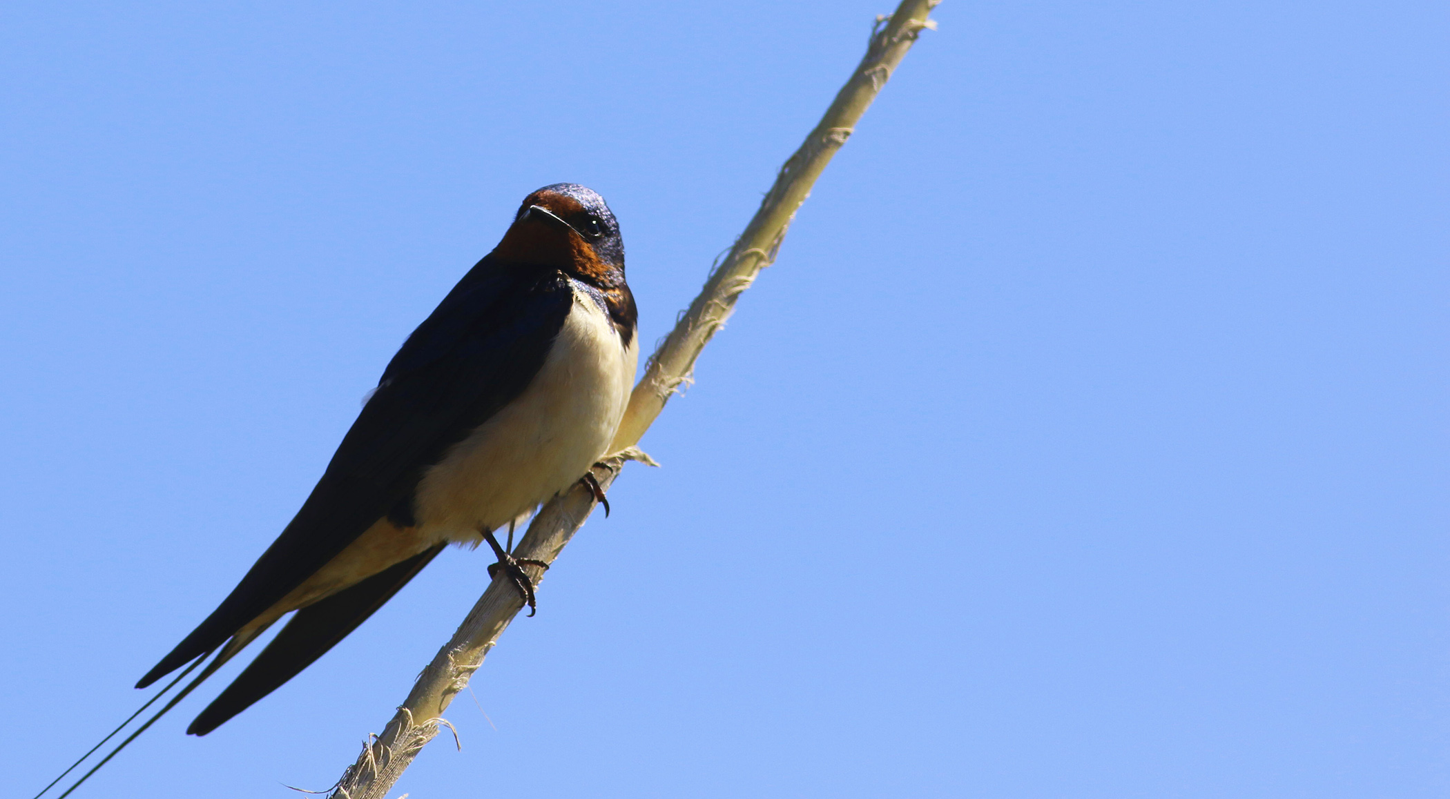 Barn Swallow